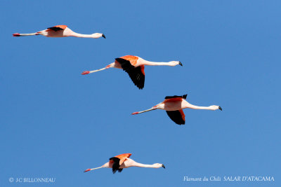 085 Chilean Flamingo.jpg