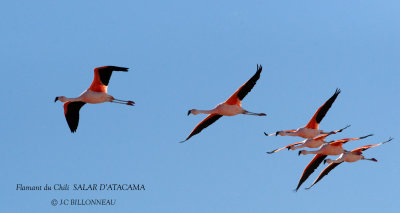 087 Chilean Flamingo.jpg