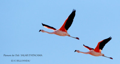 088 Chilean Flamingo.jpg