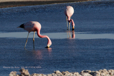 090 Andean Flamingo.jpg