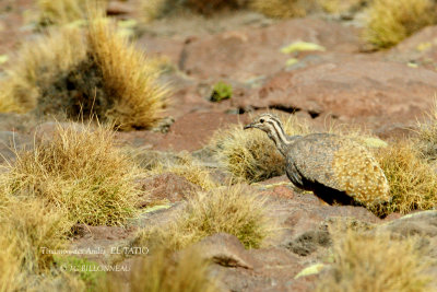 091 Andean Tinamou.jpg