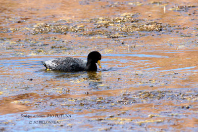 095 Andean Coot.jpg