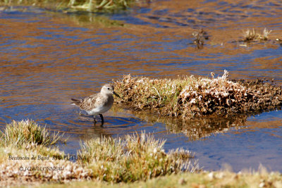 096 Baird's Sandpiper.jpg