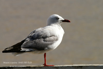 008 Siver Gull (scopulinus).jpg