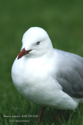 009 Siver Gull (scopulinus).jpg