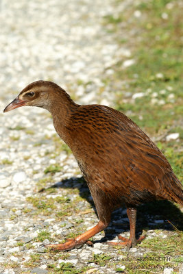 012 Weka.jpg