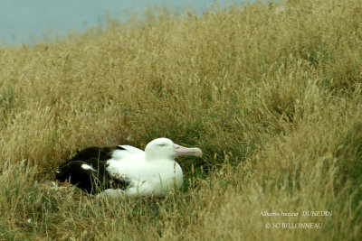 019 Wandering Albatross.jpg