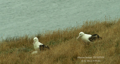 020 Wandering Albatross.jpg