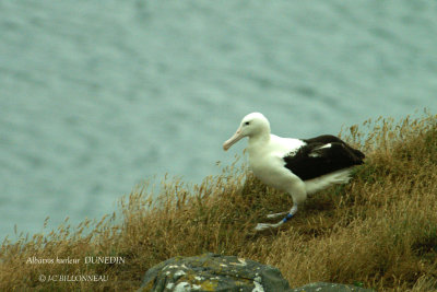 021 Wandering Albatross.jpg