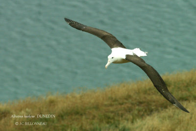 022 Wandering Albatross.jpg
