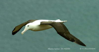 023 Wandering Albatross.jpg