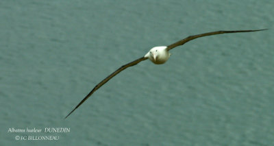 024 Wandering Albatross.jpg