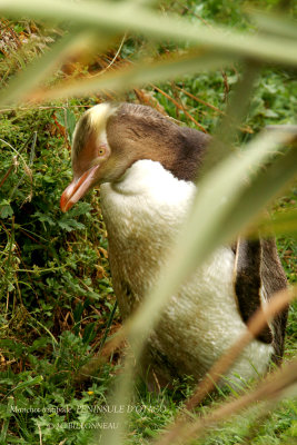 030 Yellow-eyed Penguin.jpg