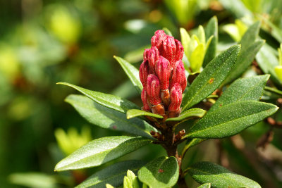 016 Rhododendron.JPG