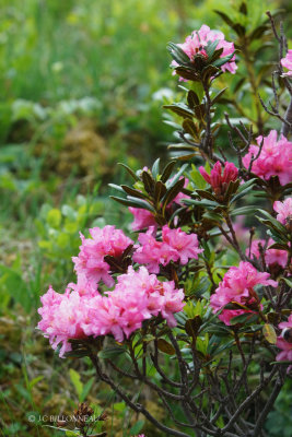 052 Rhododendron ferrugineux.JPG
