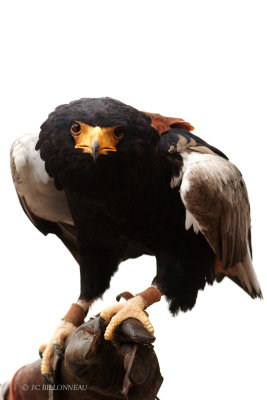 017 Aigle bateleur.JPG