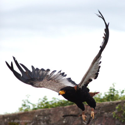 018 Aigle bateleur.JPG