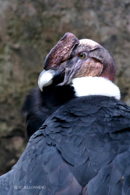 031 Condor des Andes.JPG