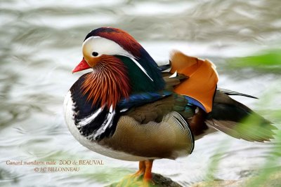 367 Mandarin Duck male.jpg