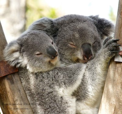 369 Koalas du Queensland.jpg