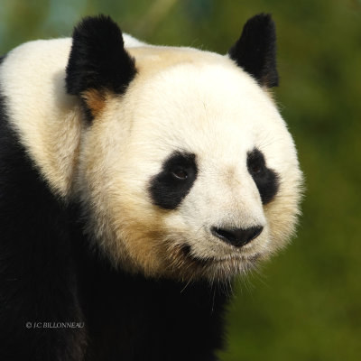 370 Panda gant ZOO de Beauval.JPG