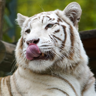 371 Tigre blanc royal ZOO de BEAUVAL.JPG