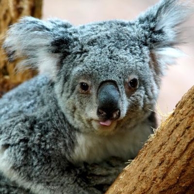 376 Koala du Queensland  ZOO de BEAUVAL.JPG