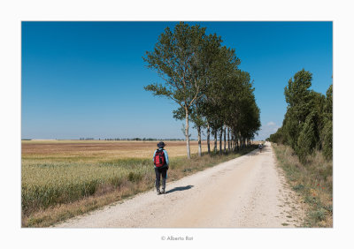 Etapa 5 - Carrión de los Condes - Ledigos
