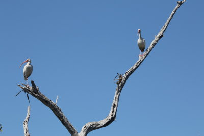 Ibis