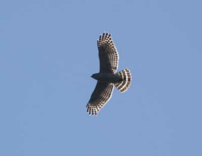 Red-shoulder Hawk