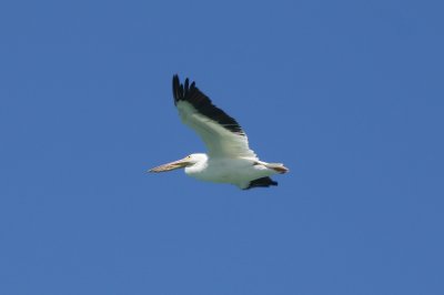 Pelican
