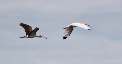 Ibis