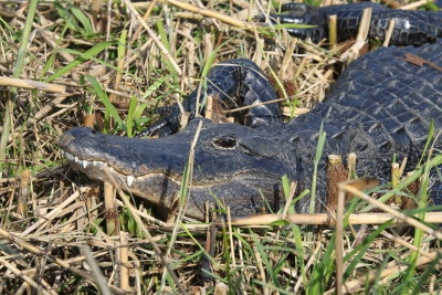 Alligator