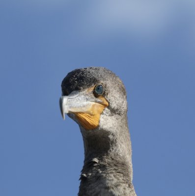 Cormorant