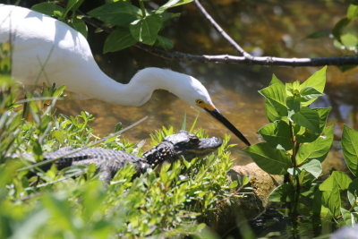 Egret and Young Alligator