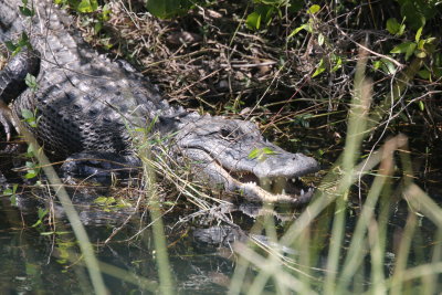 Alligator