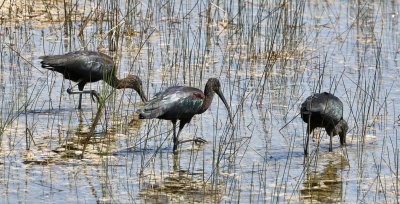Glossy Ibis