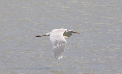 Great Blue Heron White Morph