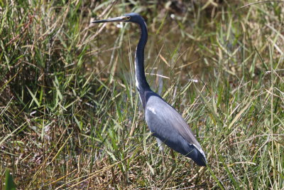 Tri-color Heron