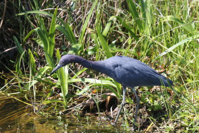 Little Blue Heron