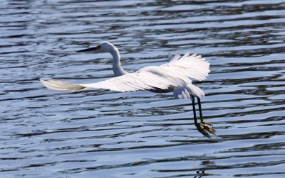Egret