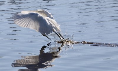 Egret