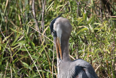 Great Blue Heron