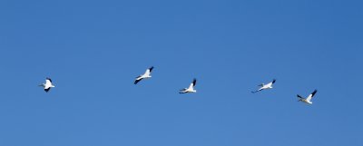 Pelicans