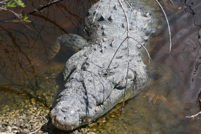Crocodile
