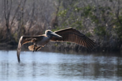 Brown Pelican