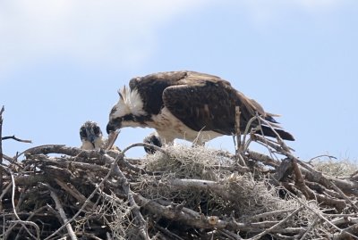 Osprey Feeding Chicks