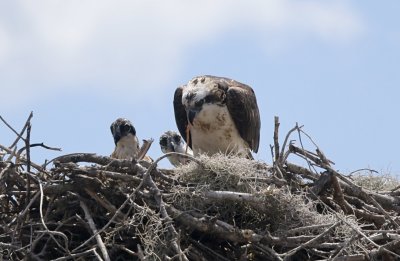 Osprey Feeding Chicks