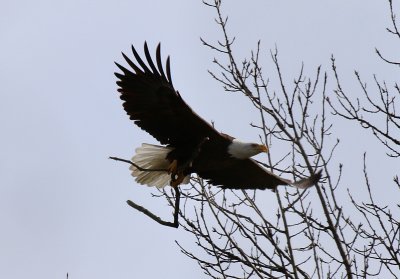 IMG_7919.jpg