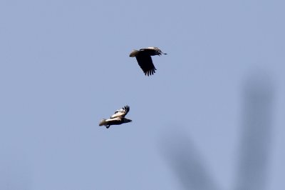IMG_8422.jpg